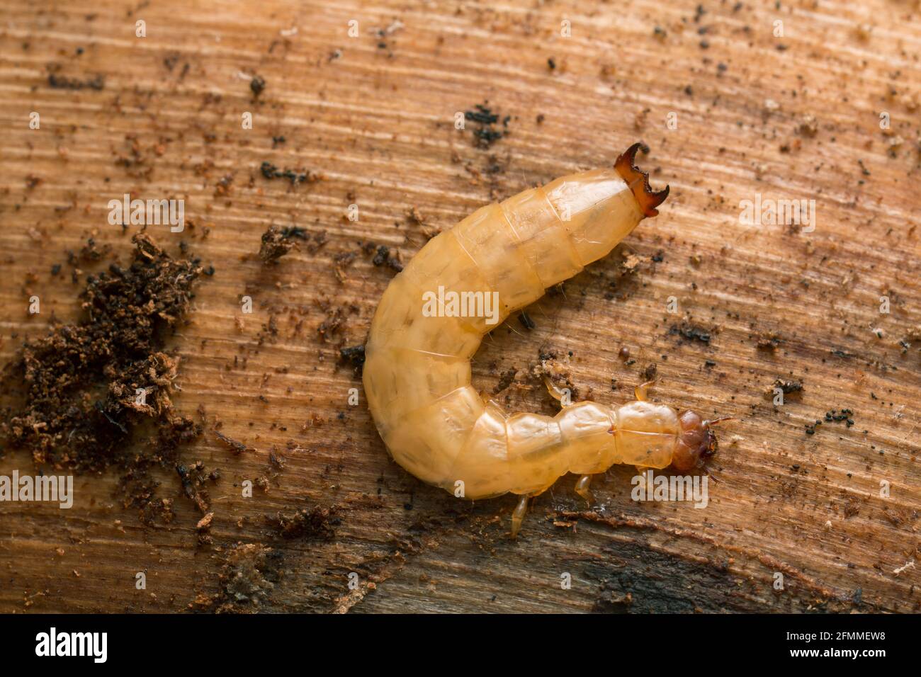 Boros schneideri larva on pine wood Stock Photo