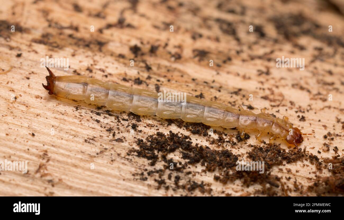 Boros schneideri larva on pine wood Stock Photo