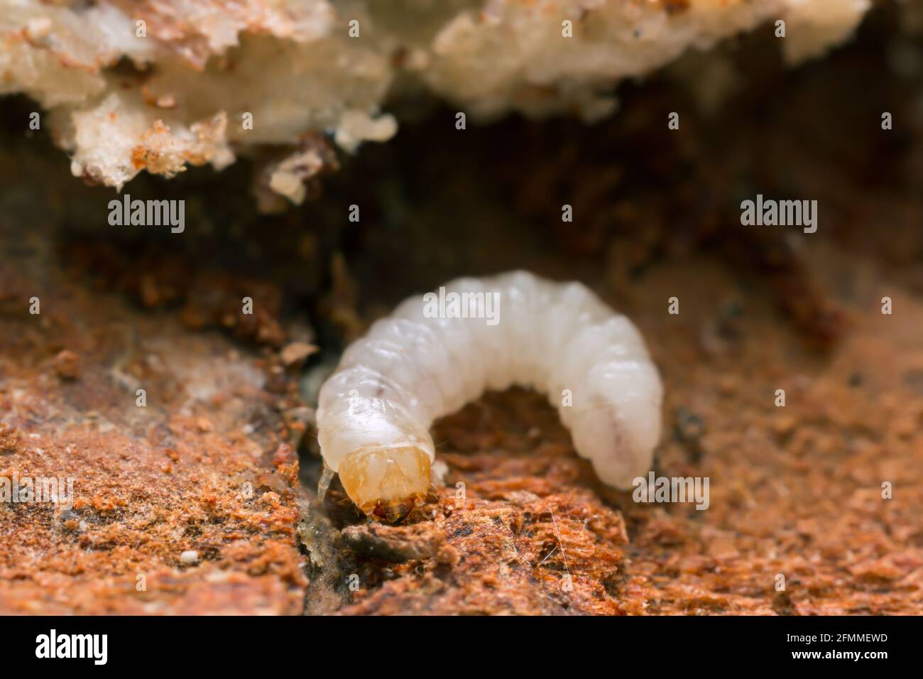 Melandryidae larva on wood and mycelium of Trichaptum abietinum Stock Photo