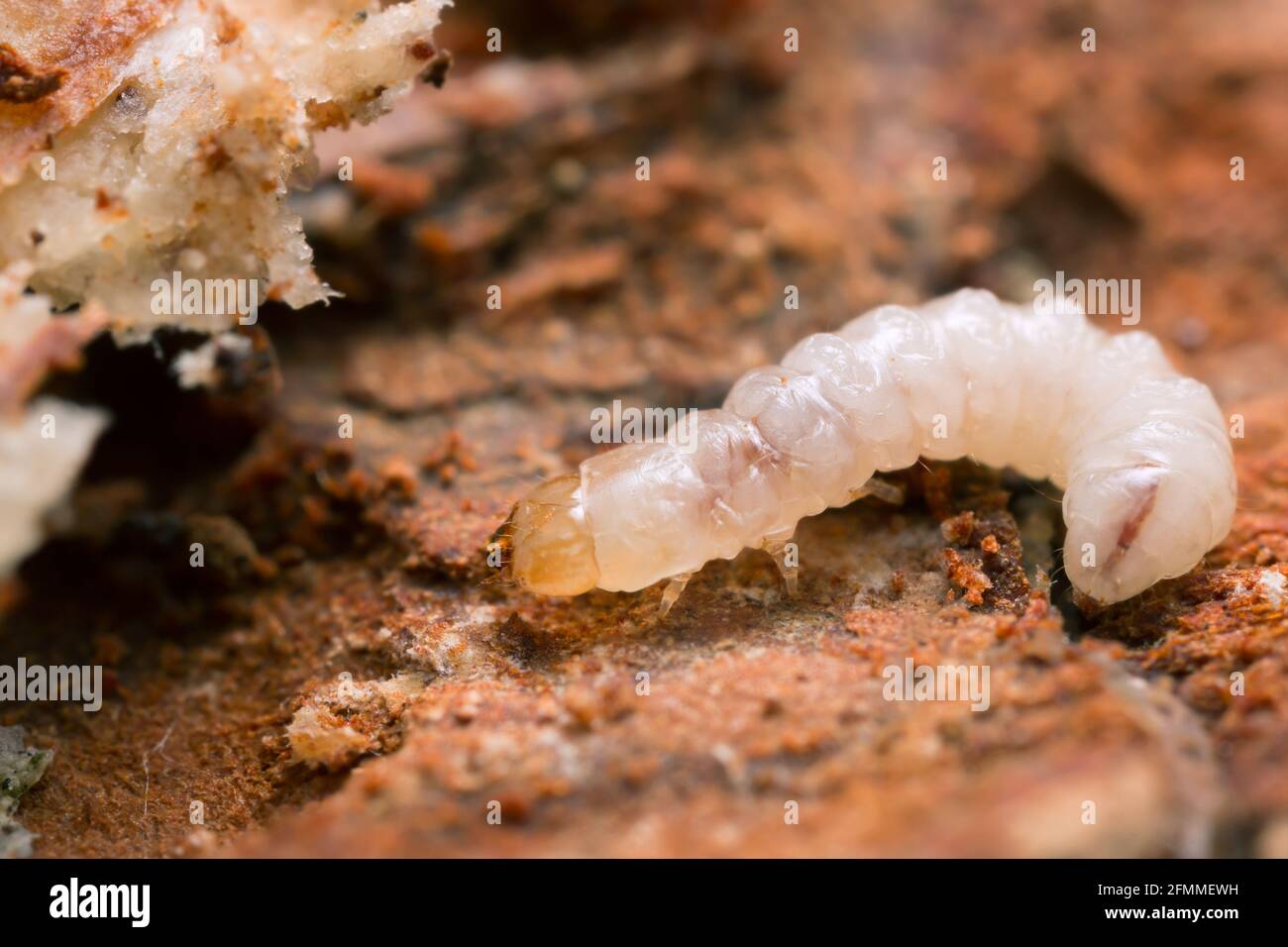 Melandryidae larva on wood and mycelium of Trichaptum abietinum Stock Photo