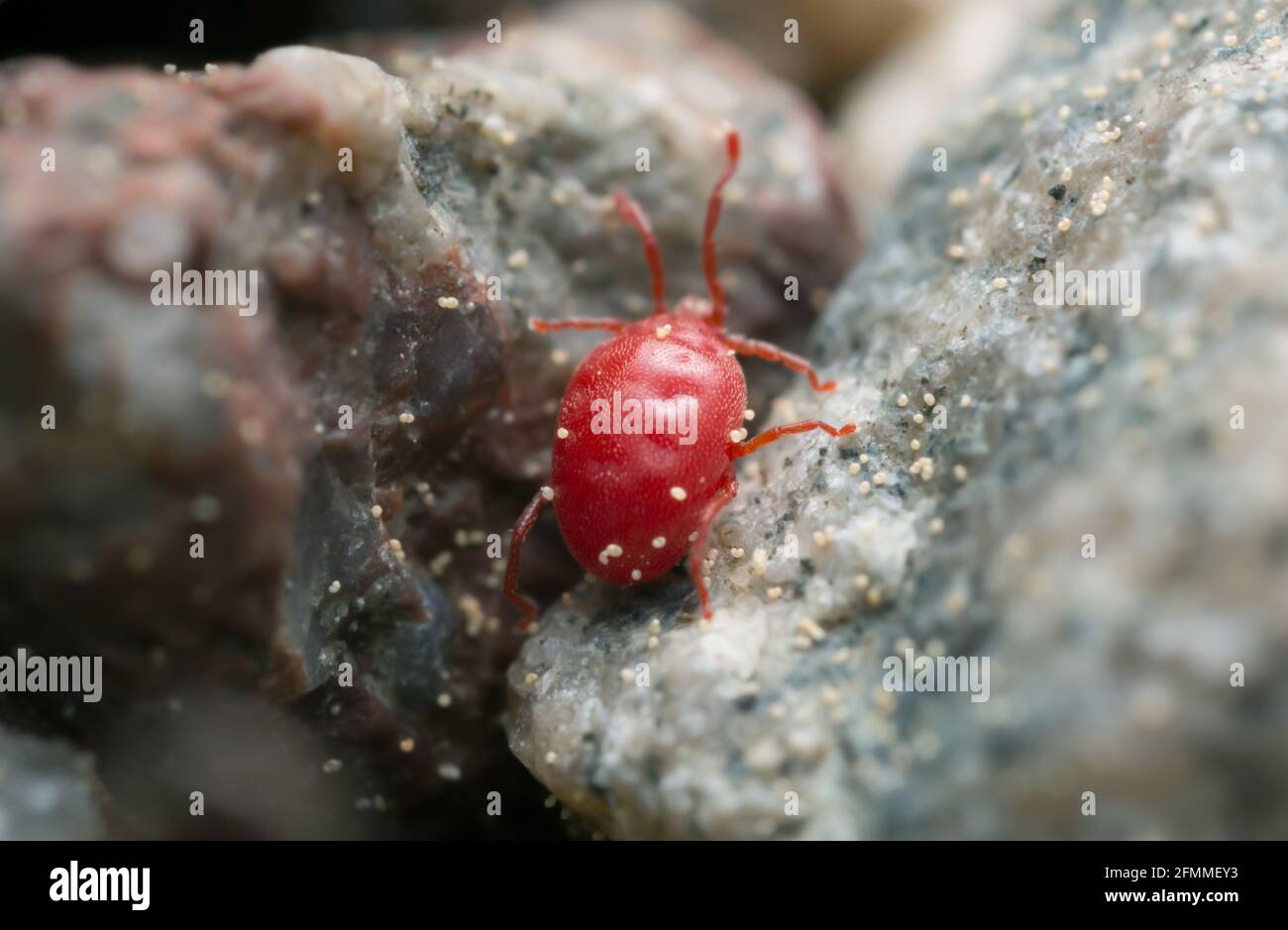 Mite on rocks, extreme close-up Stock Photo