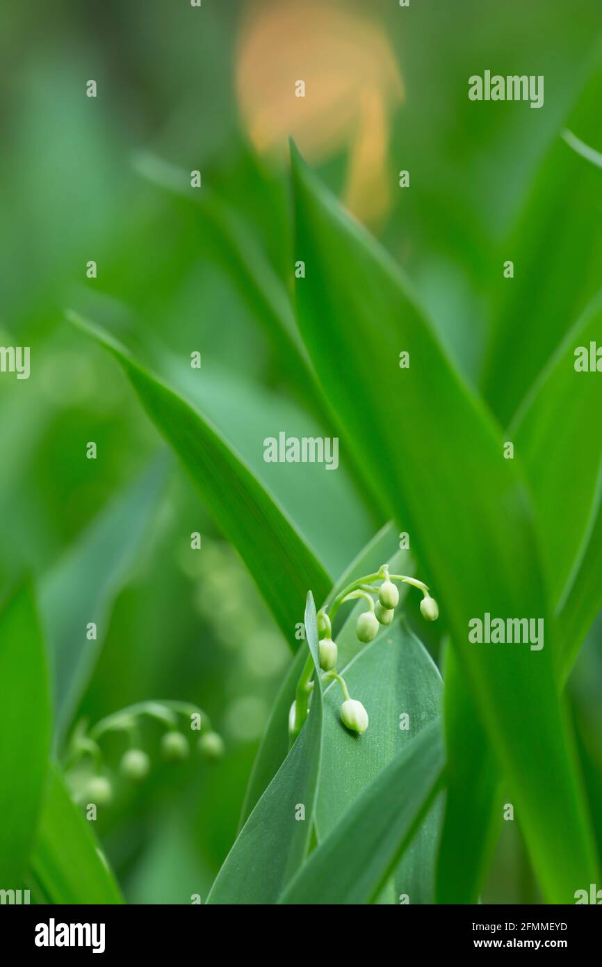 Closeup of a lily of the valley, Concallaria majalis Stock Photo