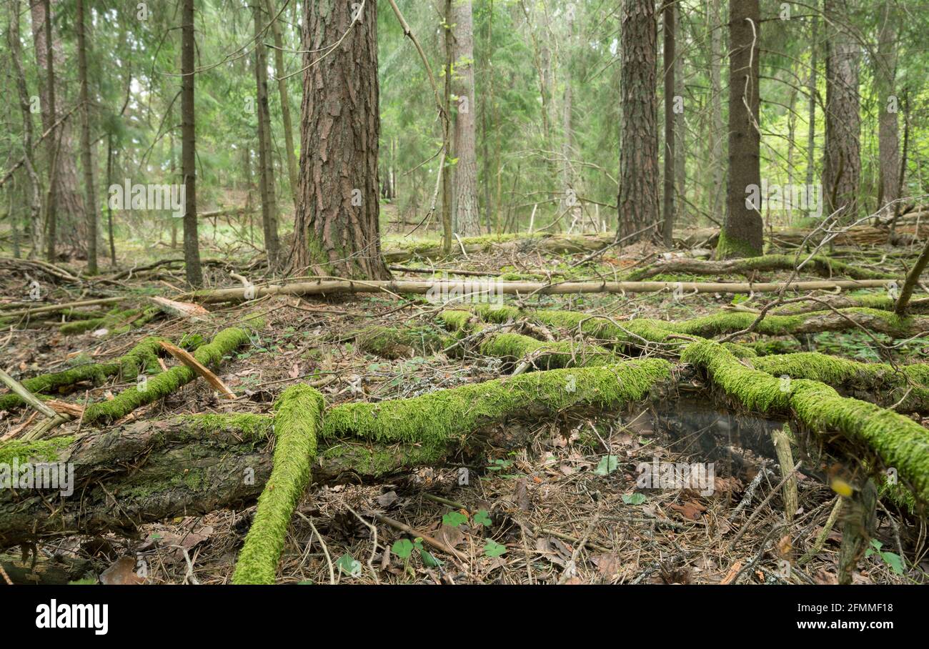 Roots and trees in untouched coniferous forest in sweden Stock Photo