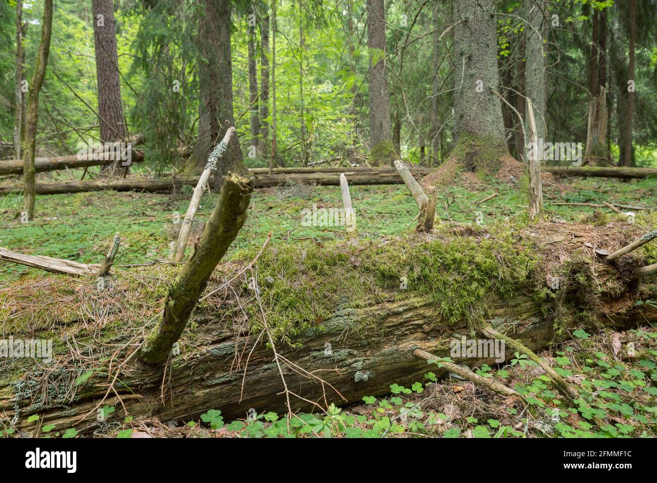 Decaying fallen fir tree in natural forest Stock Photo