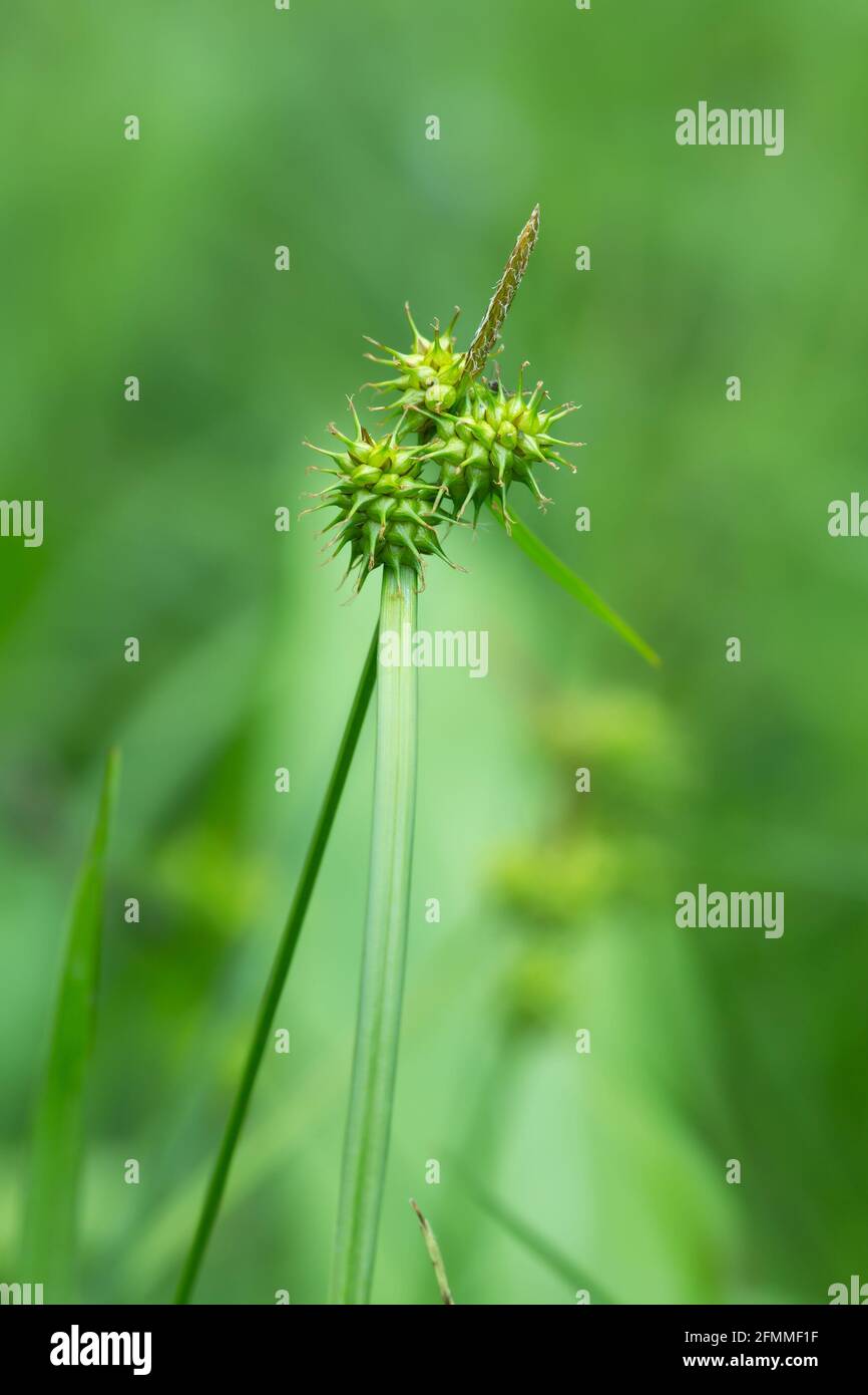 Yellow sedge, Carex flava Stock Photo