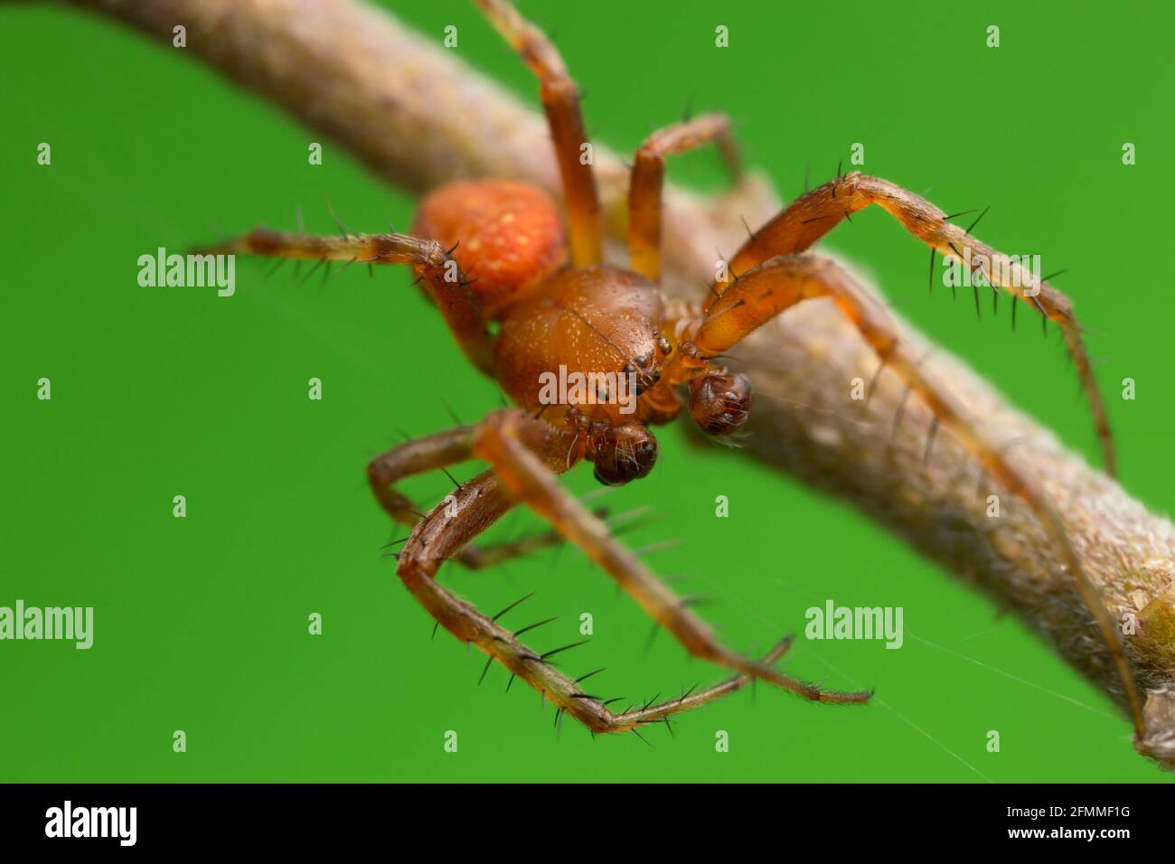 Strawberry spider, Araneus alsine, macro photo Stock Photo