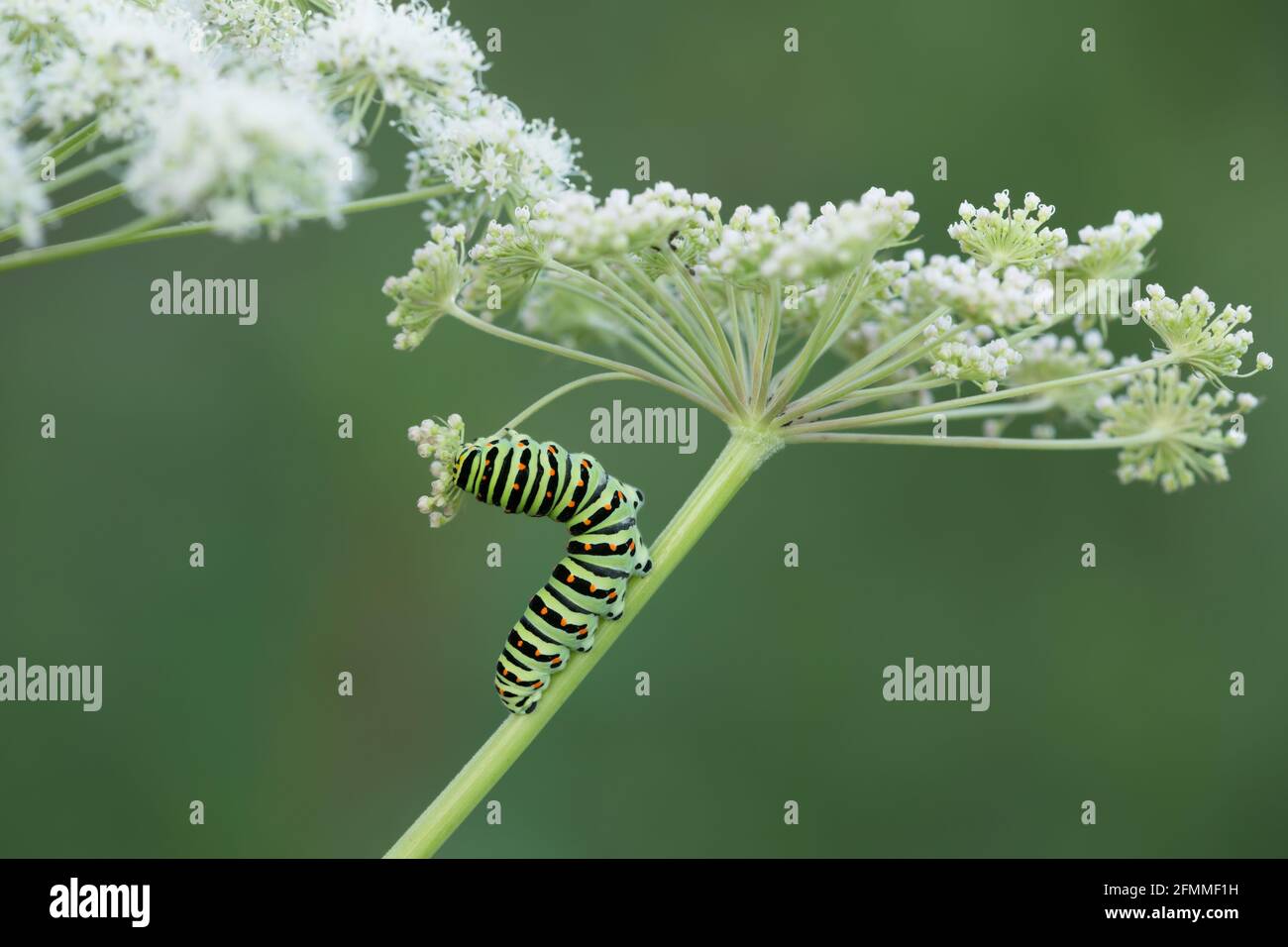 Old world swallowtail, Papilio machanon larva feeding on cow parsley Stock Photo