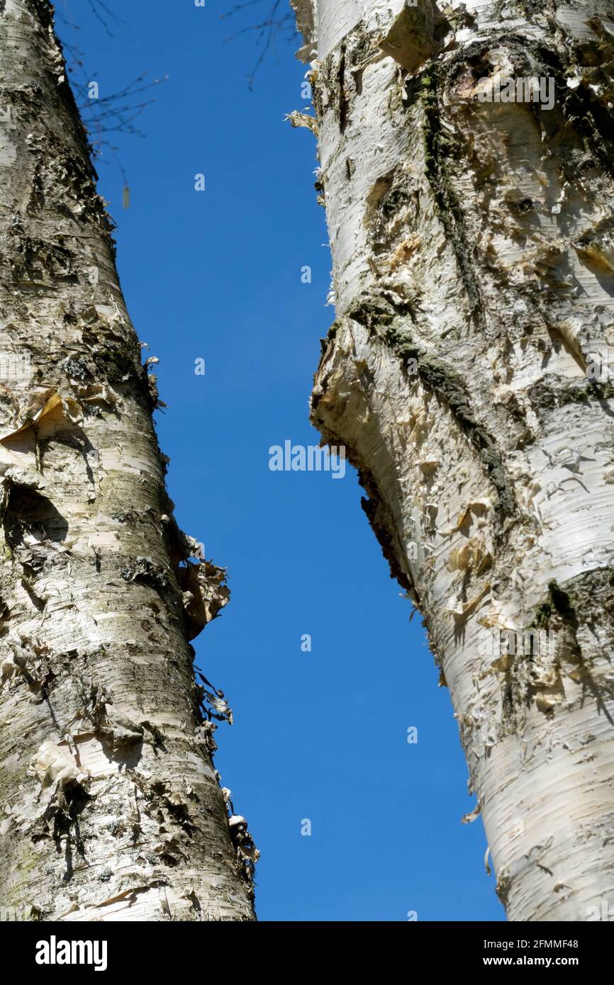 Betula costata Tree trunk Creamy Bark Birch trees Stock Photo