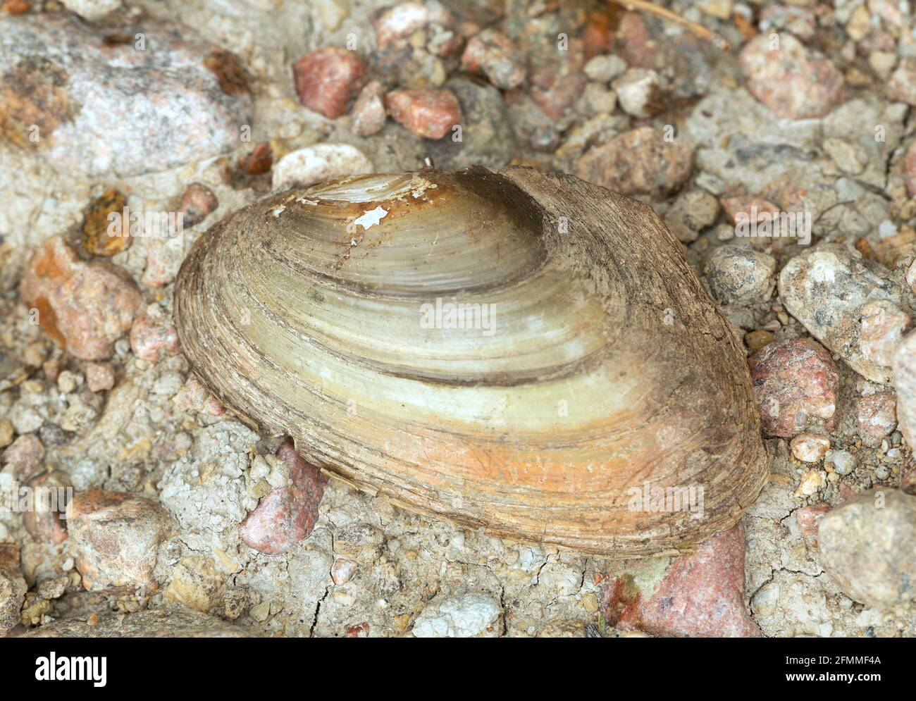 Shell of duck mussel, Anodonta anatina on rocks Stock Photo