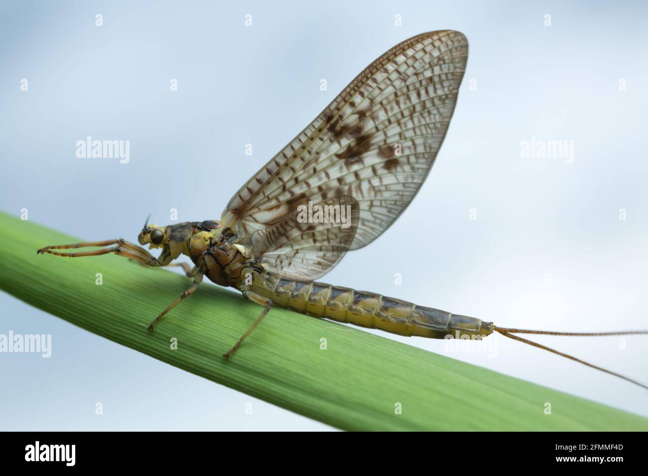 Mayfly, Ephemera vulgata on straw, this insect is often imitated by fly fishermen Stock Photo