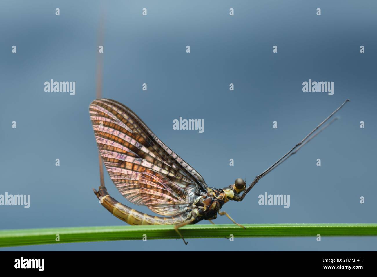 Mayfly, Ephemera vulgata on straw, this insect is often imitated by fly fishermen Stock Photo