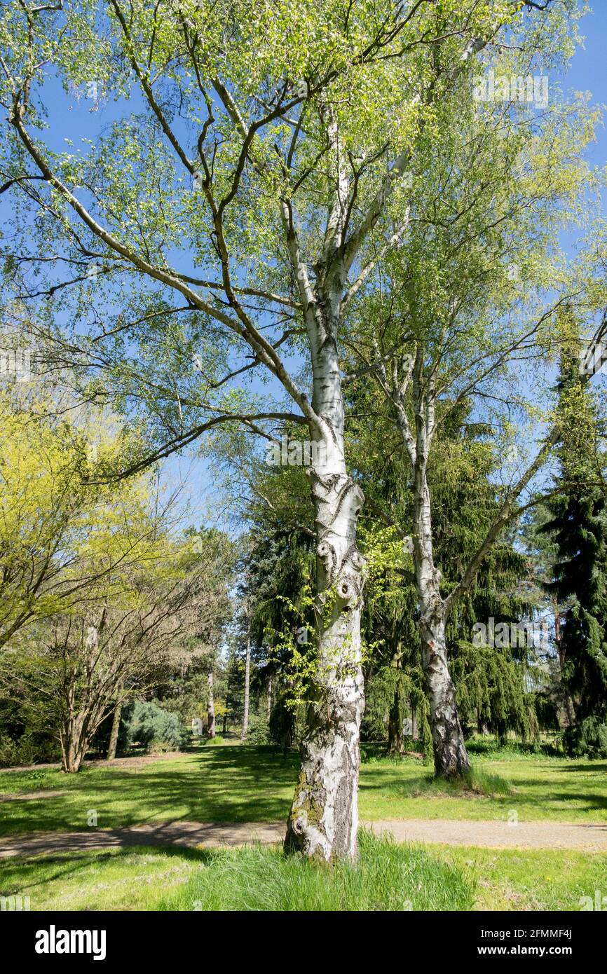 Russian Rock Birch tree Gold Birch Betula ermanii tree in spring Stock
