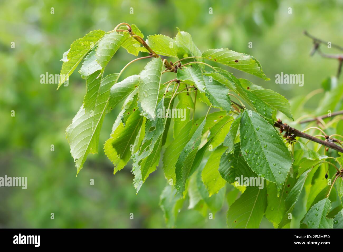 Sweet cherry, Prunus avium twig with leaves Stock Photo