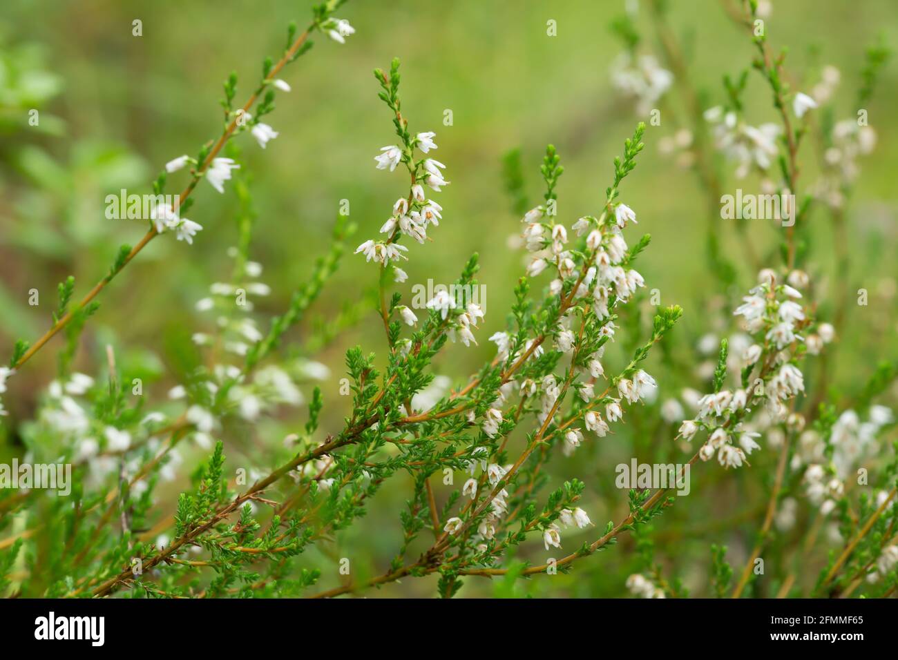 Flowering white heather, Calluna vulgaris plants Stock Photo