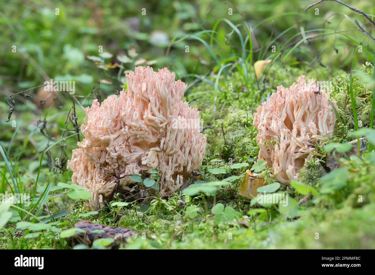 Pink-tipped coral mushroom, Ramaria botrytis growing among moss Stock Photo