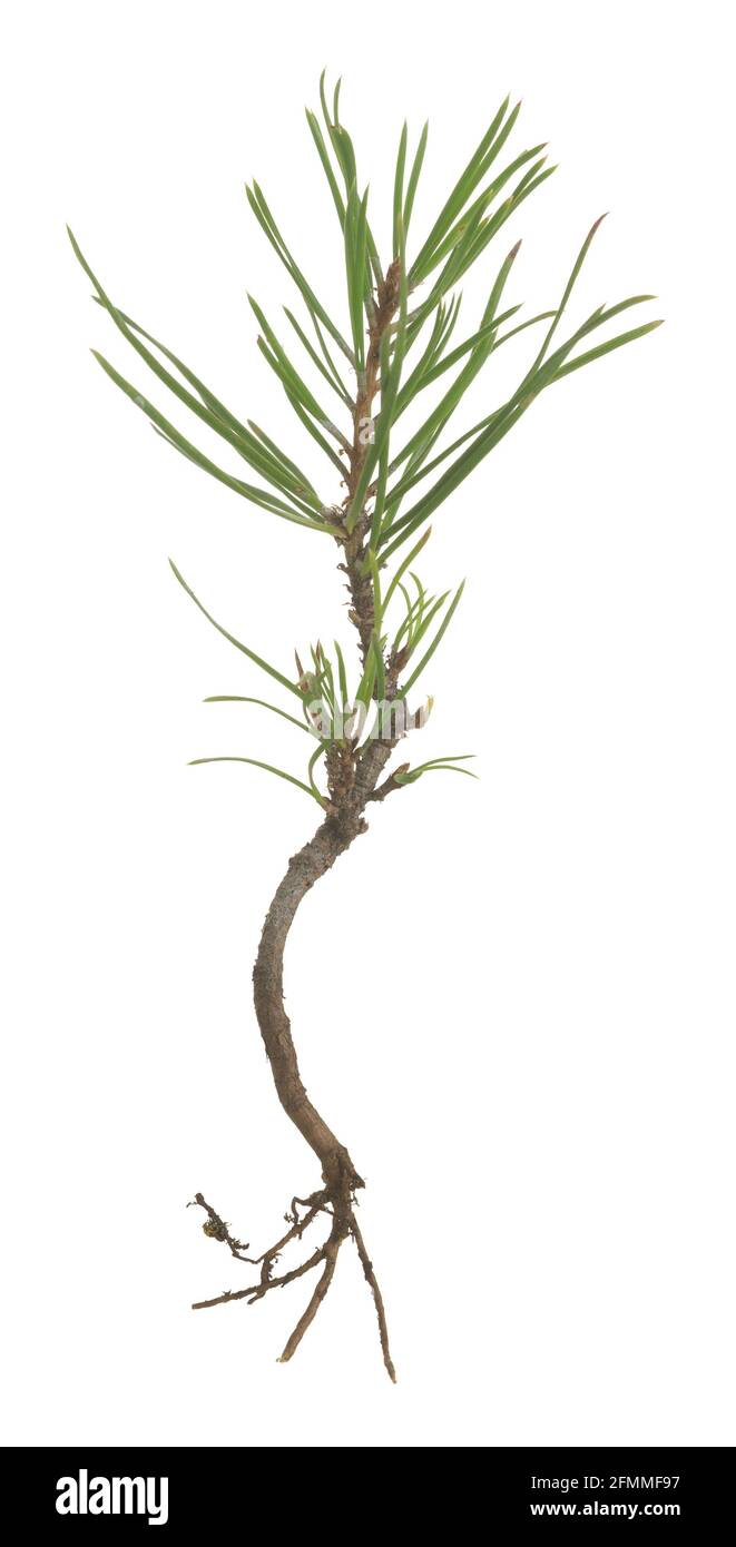 Closeup of a small pine plant isolated on white background Stock Photo