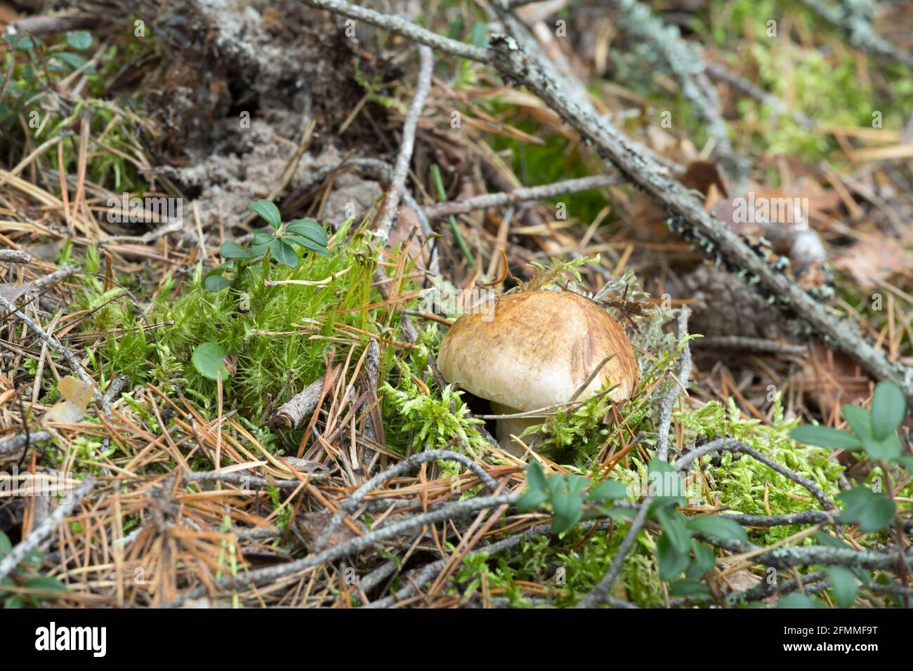 Booted knight, Tricholoma focale Stock Photo