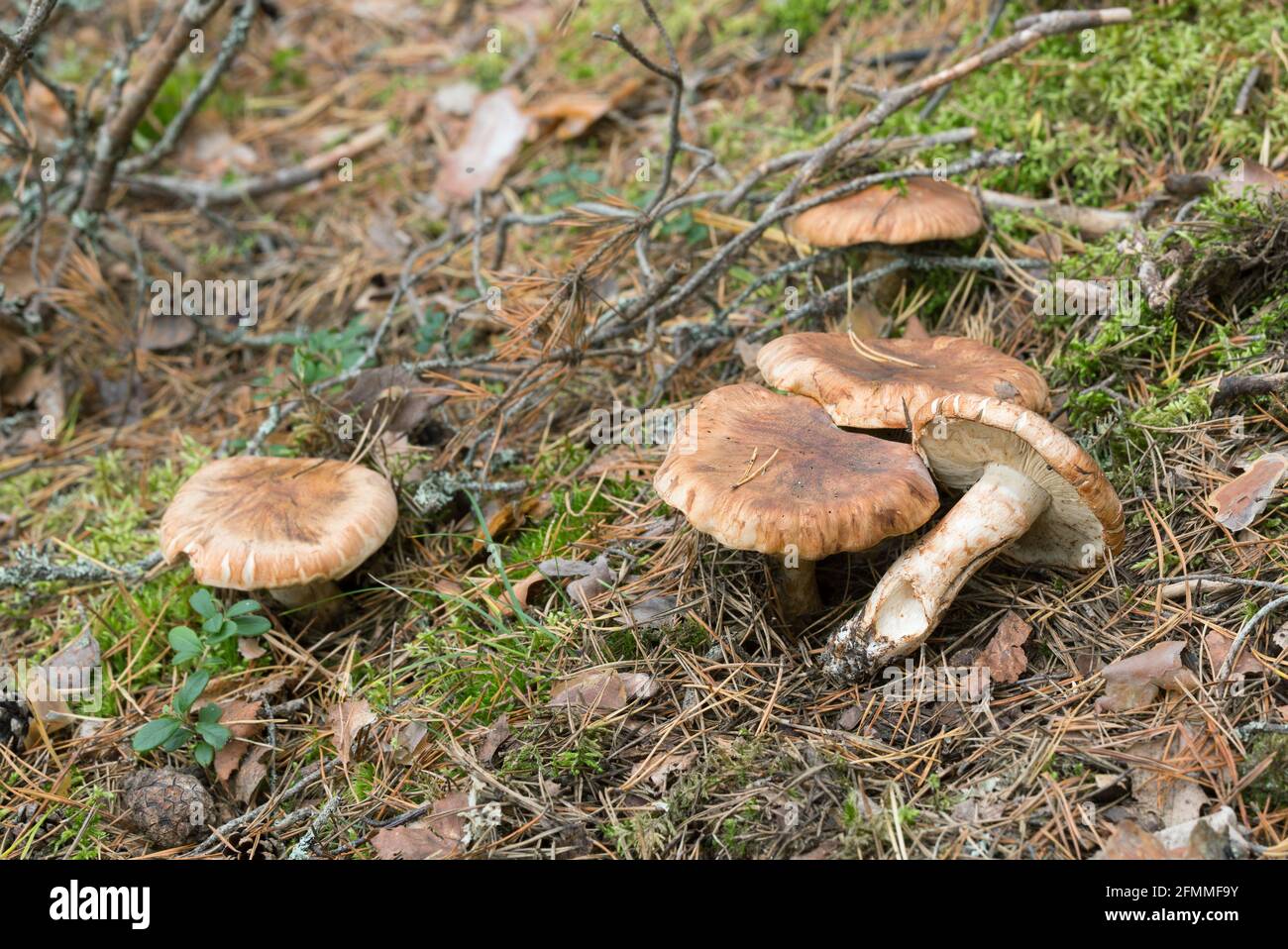 Booted knight, Tricholoma focale Stock Photo