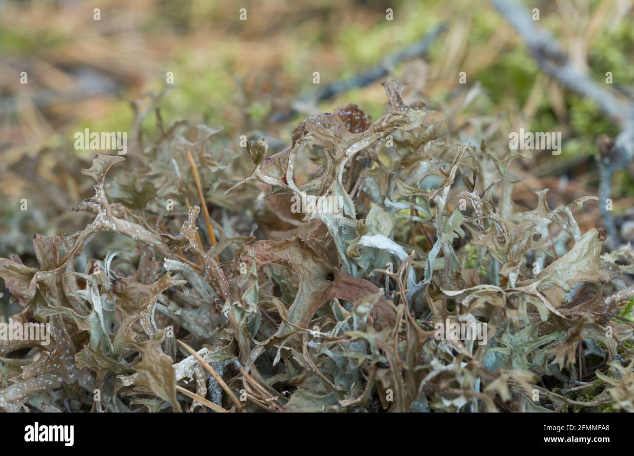 Closeup of iceland moss, Cetraria islandica Stock Photo