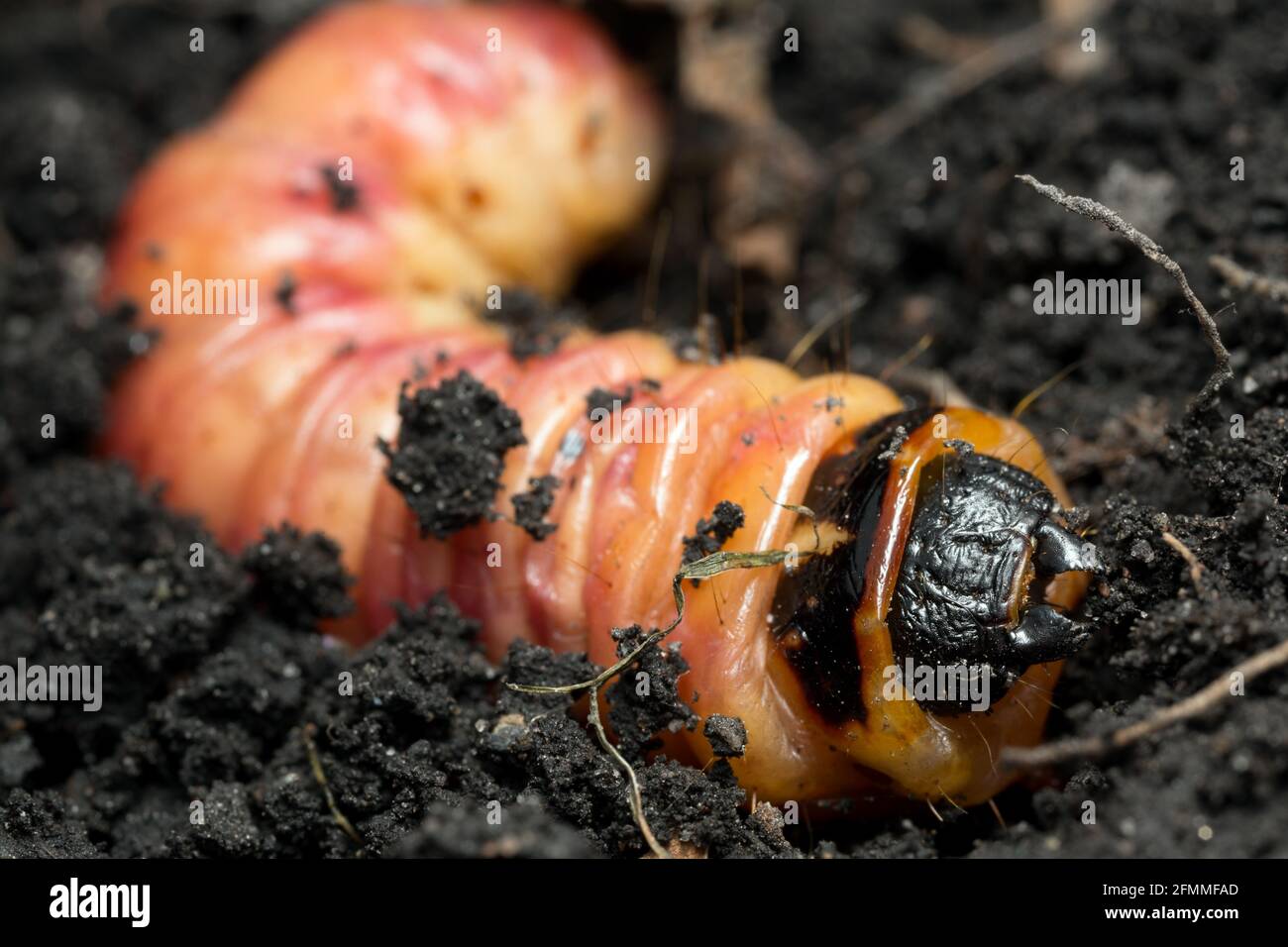 Goat moth, Cossus cossus larva, macro photo Stock Photo