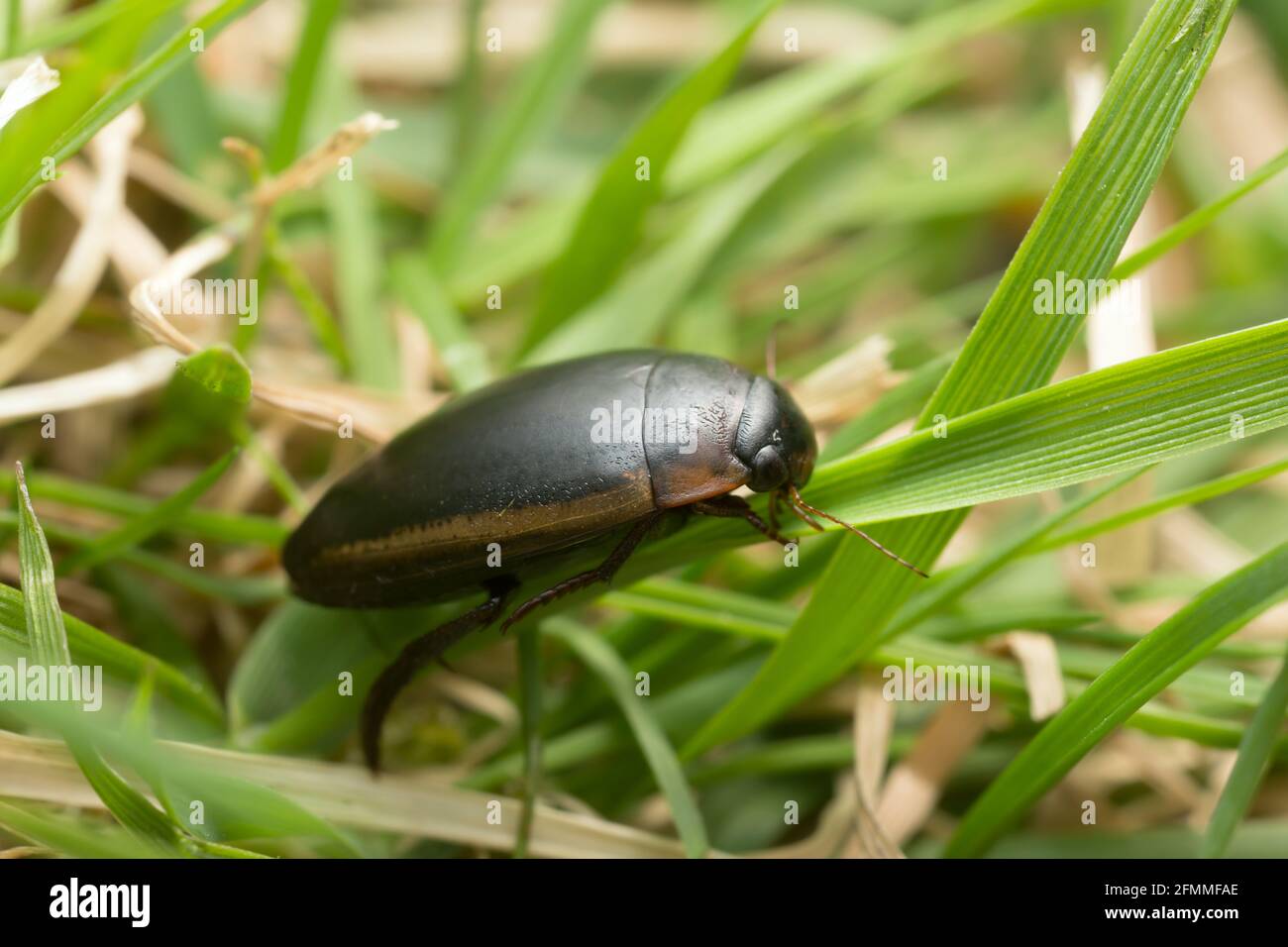 Black water beetle hires stock photography and images Alamy