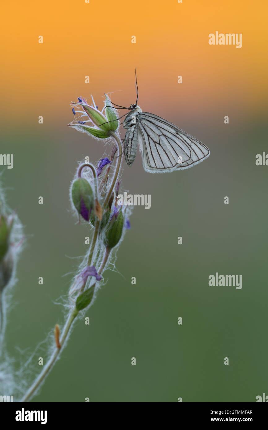 Black-veined moth, Siona lineata resting on wood cranesbill in sunrise ...