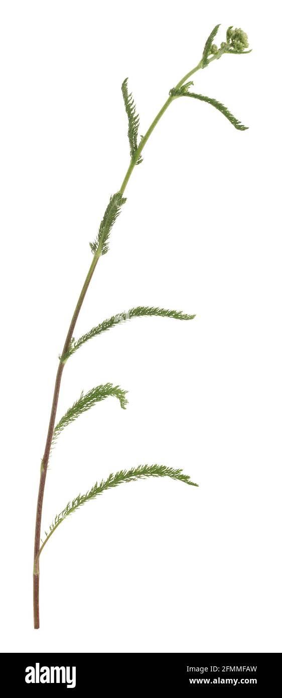 Common yarrow, Achillea millefolium flower not yet in bloom isolated on white background Stock Photo