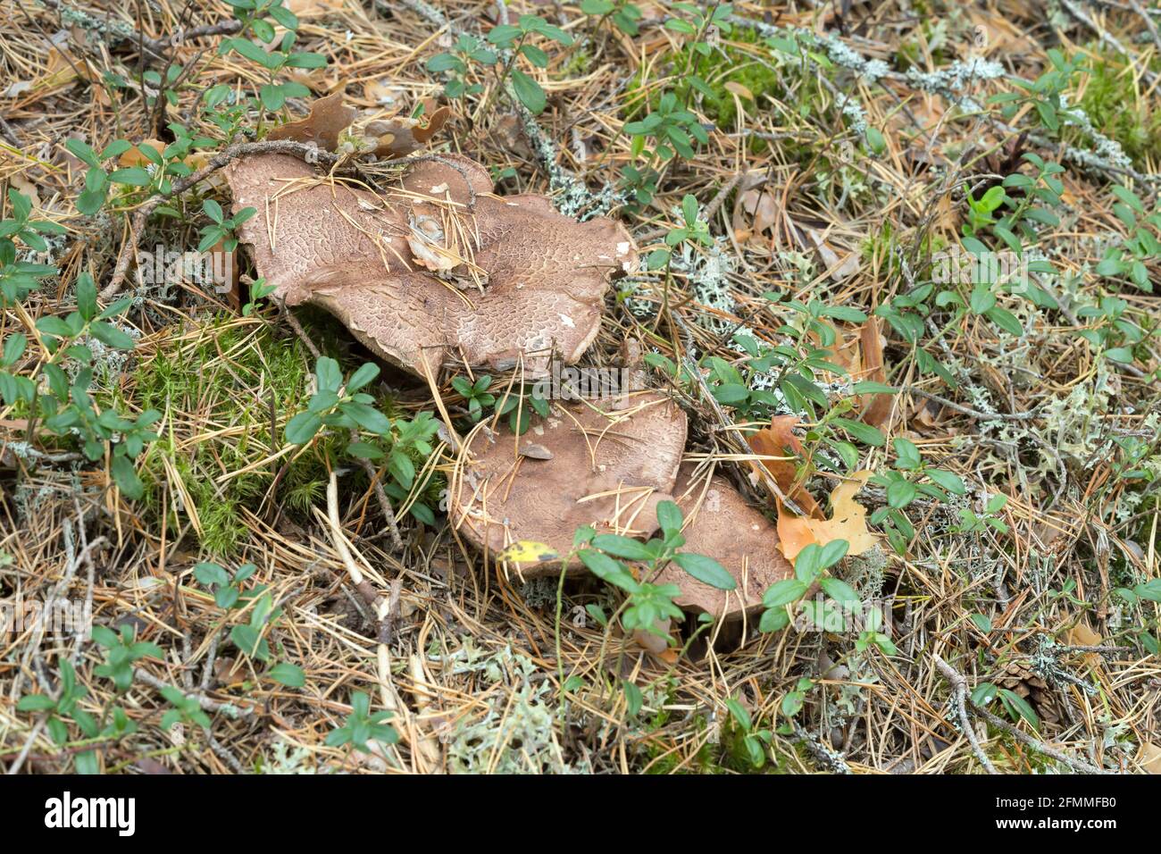 Bitter tooth fungus, Sarcodon scabrosus growing in coniferous environment Stock Photo