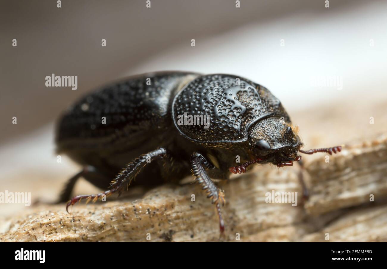 Male rhinoceros beetle, Sinodendron cylindricum on wood Stock Photo