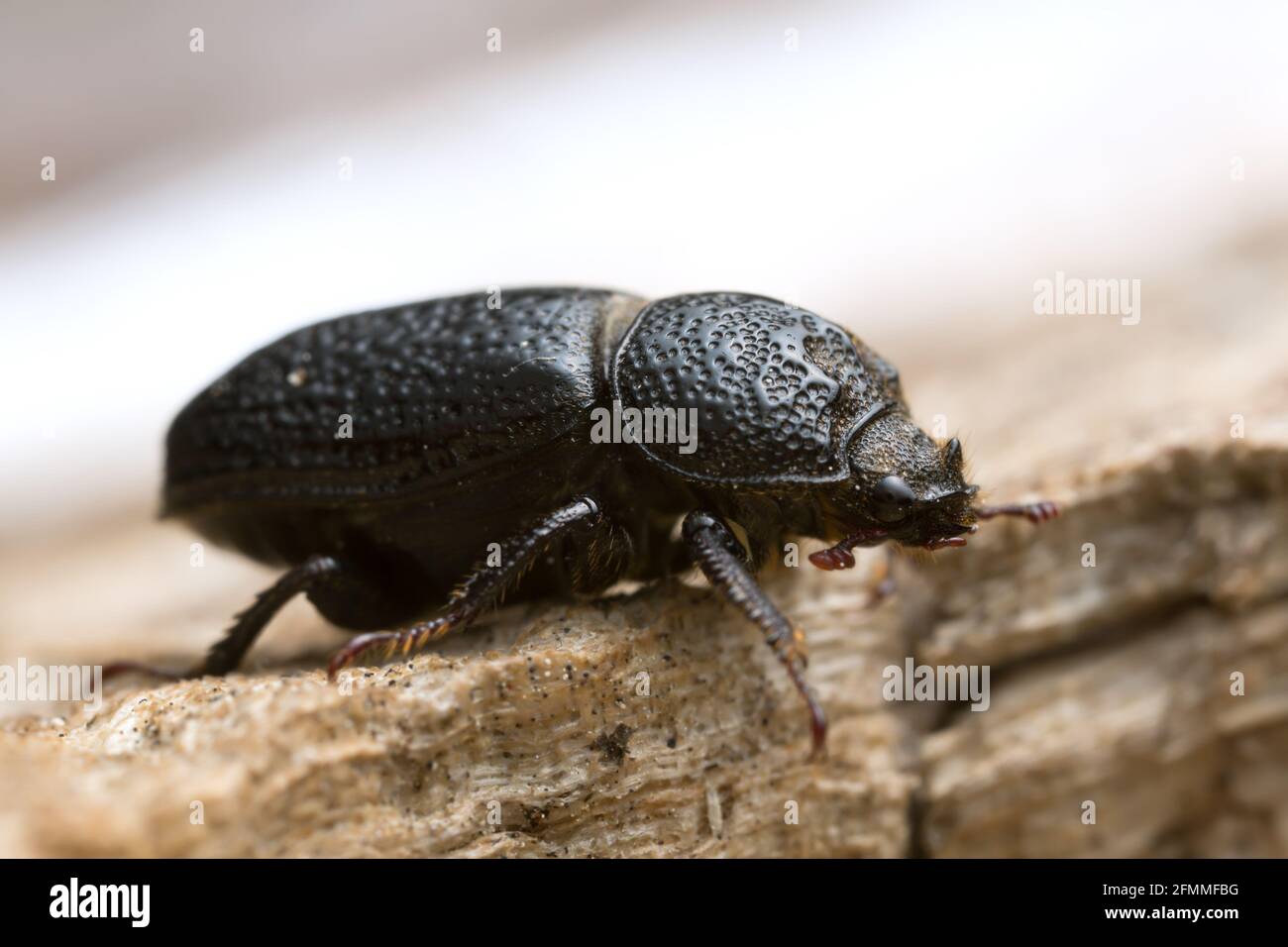 Male rhinoceros beetle, Sinodendron cylindricum on wood Stock Photo