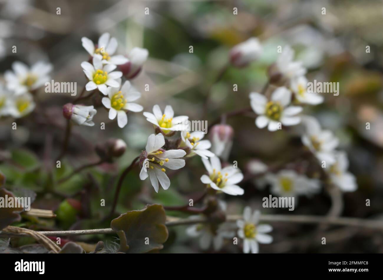 Blooming spring draba, Erophila verna Stock Photo