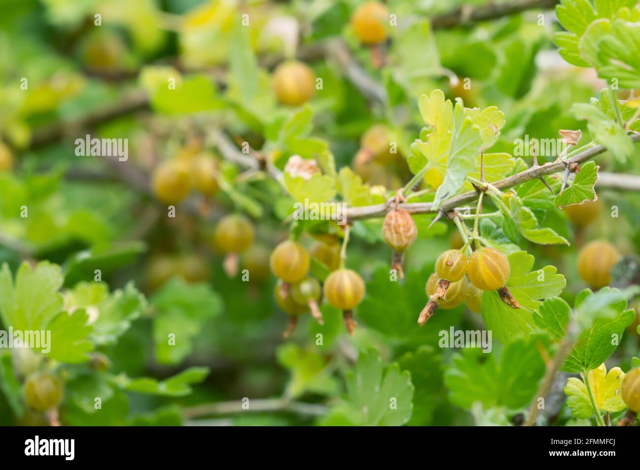 Gooseberry, Ribes uva-crispa bush with berries Stock Photo