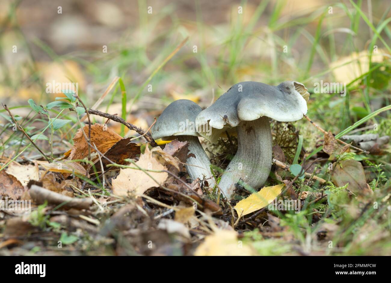 Soap-scented toadstool growing among leafs Stock Photo