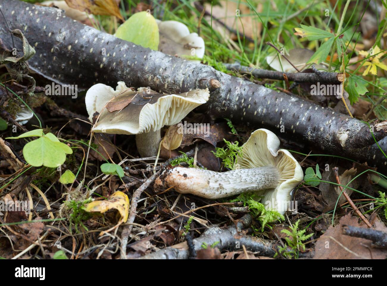 Soap-scented toadstool growing among leafs Stock Photo