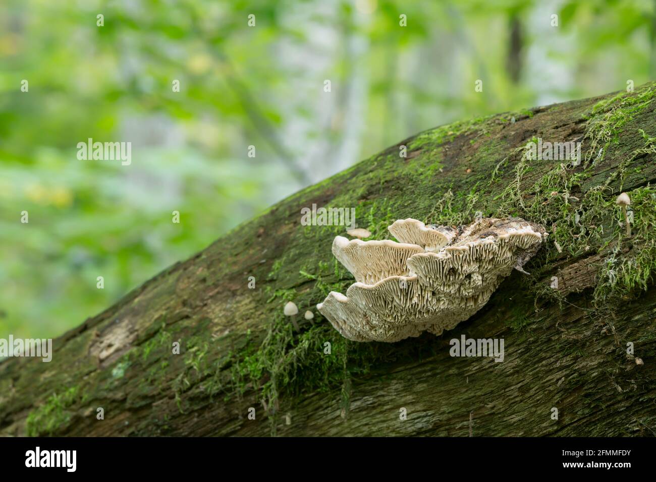 Oak mazegill, Daedalea quercina growing on oak wood Stock Photo
