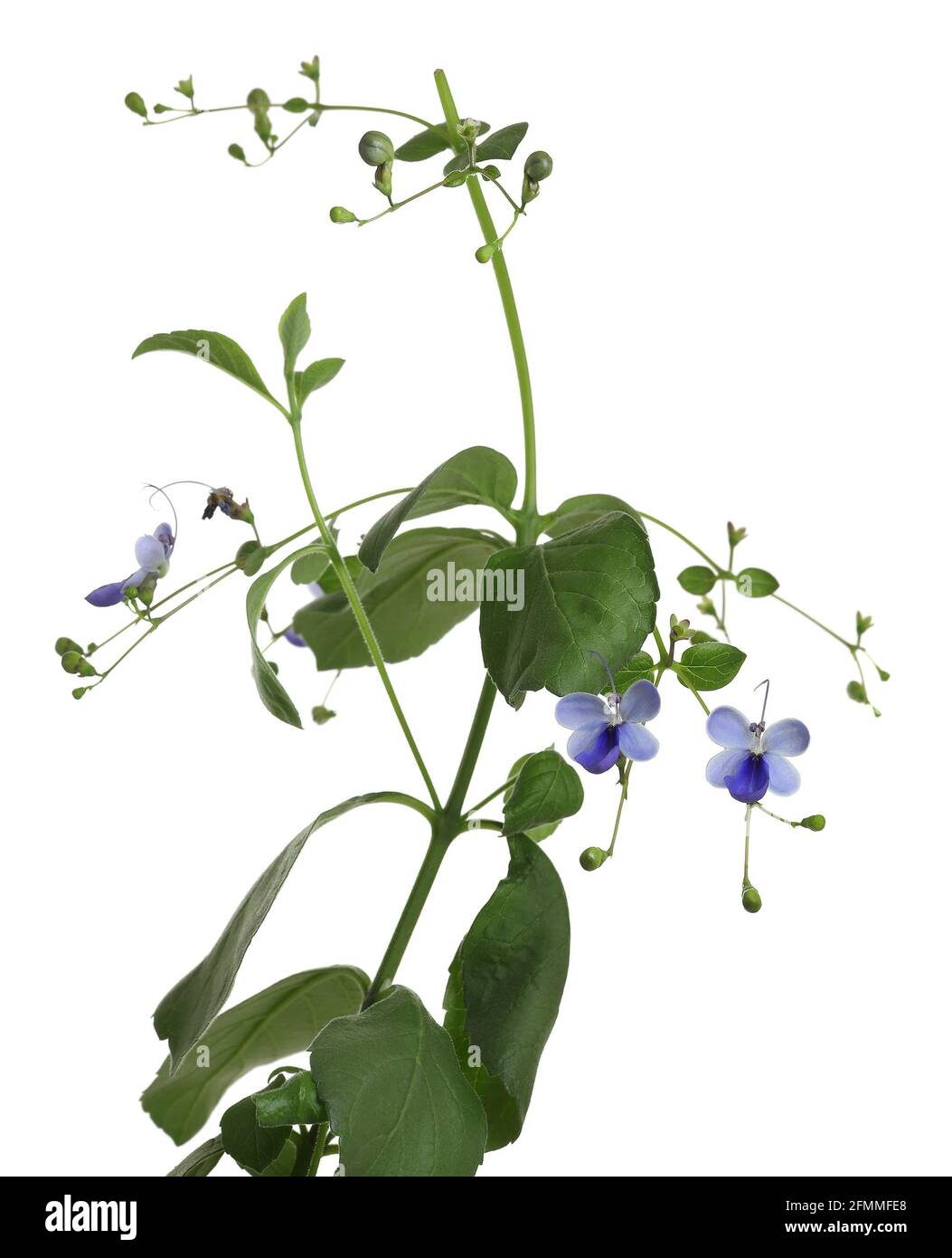 Butterfly Bush, Rotheca myricoides isolated on white background Stock Photo