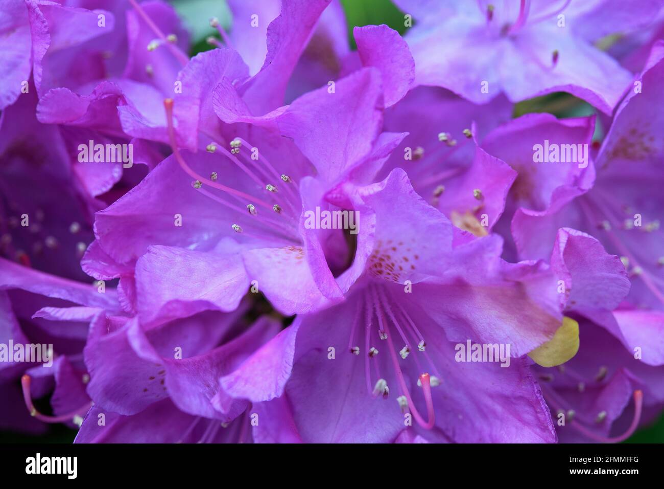 Closeup of pink Rhododendron bloom, Great Smoky Mountains National Park, Tennessee Stock Photo