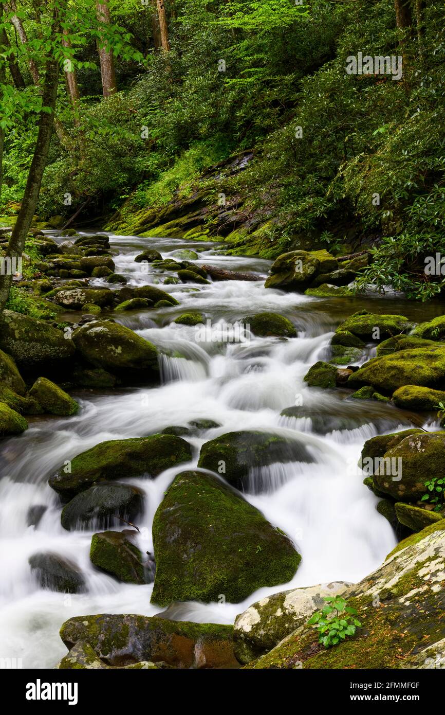 Flowing water along Roaring Fork Motor Trail, Great Smoky Mountains National Park, Tennessee Stock Photo