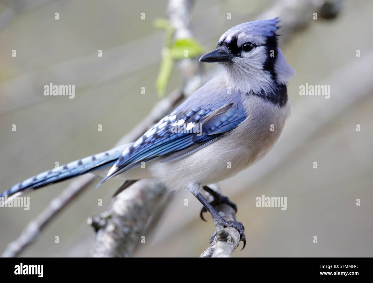 Eastern blue jay hires stock photography and images Alamy