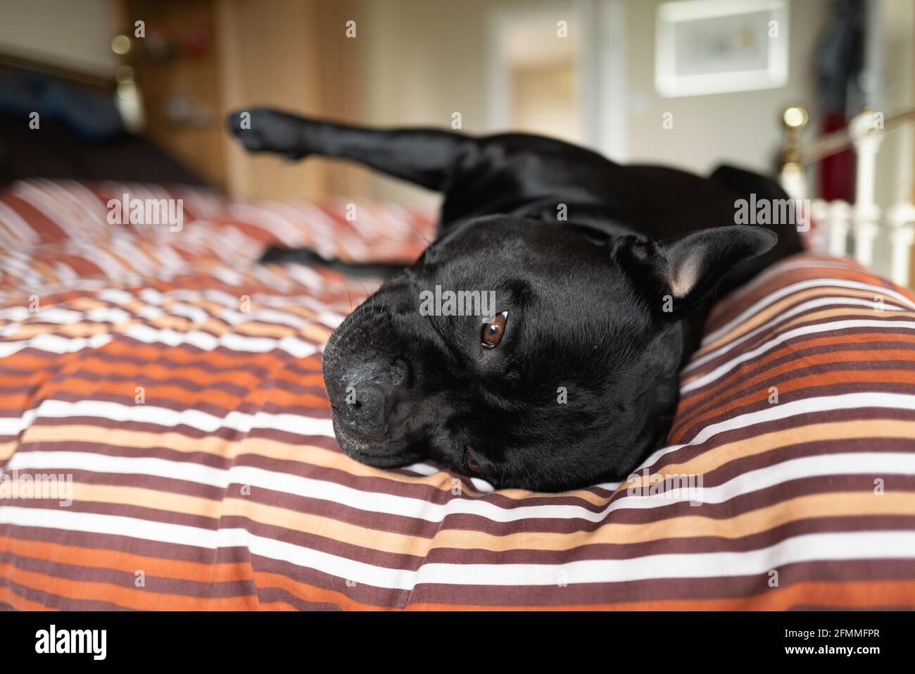 Pit bull on bed hires stock photography and images Alamy