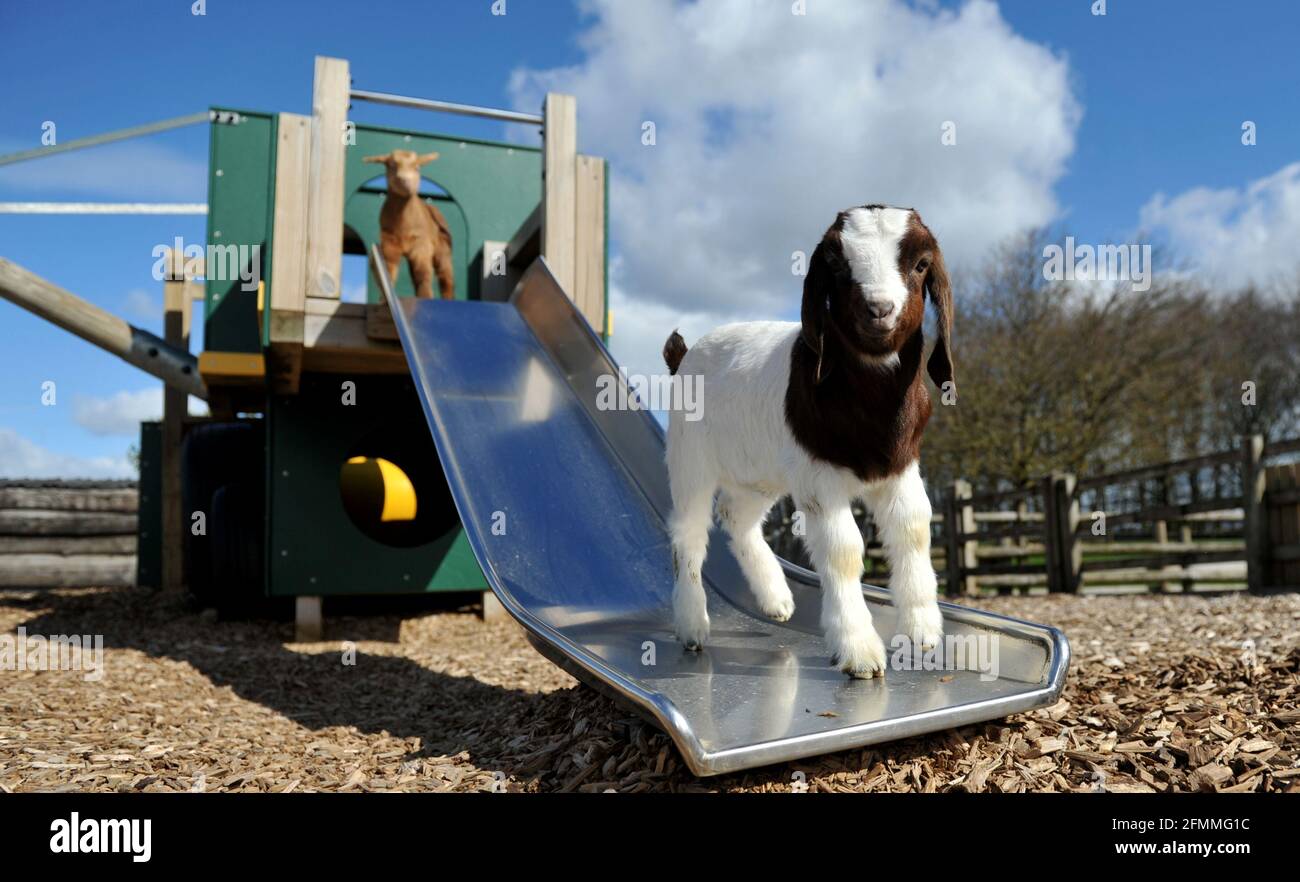 Kids just wanna have fun. The goat kids at Cotswold Farm Park near