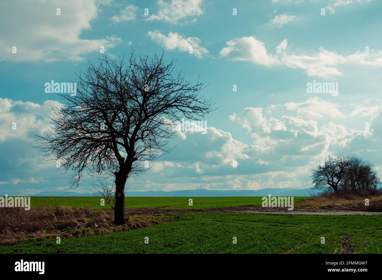 tree by a dirt road with cloudy sky in background Stock Photo