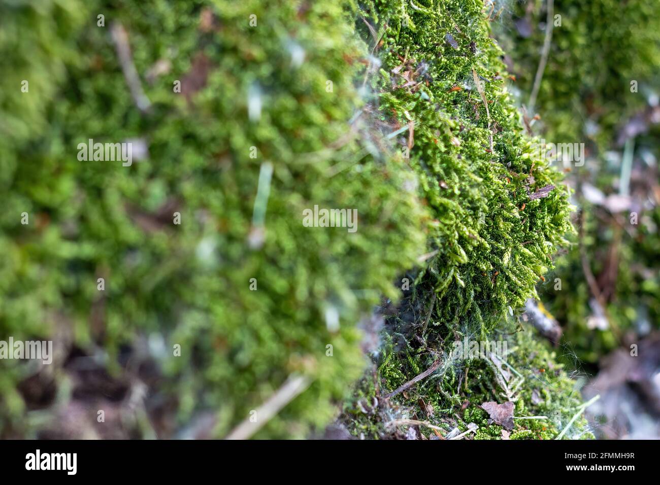 Mosses are small plants devoid of vascular tissue belonging to the Bryophyta division, which has about 10,000 species spread all over the world, mainl Stock Photo