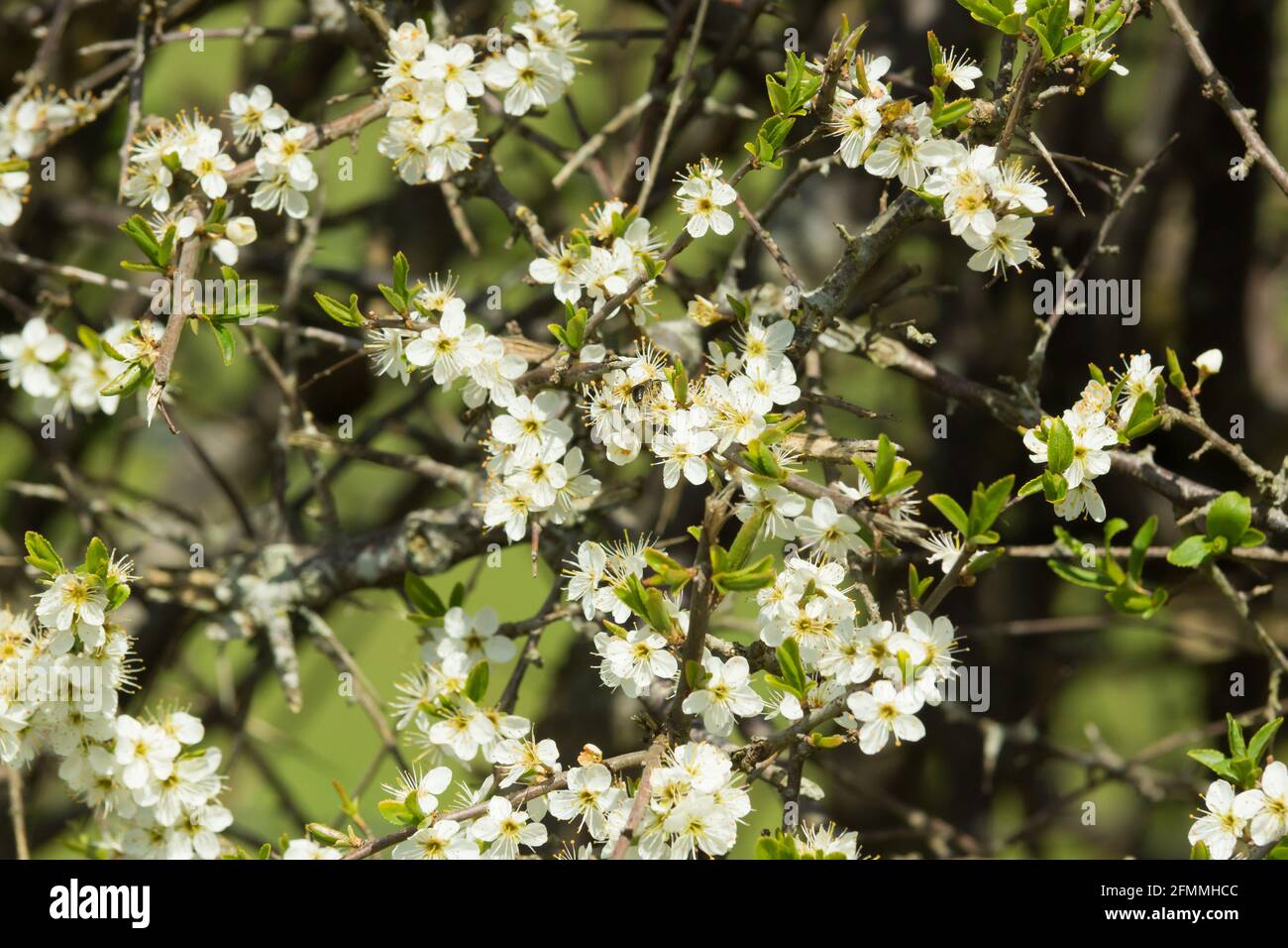 Blackthorn or prunus spinosa blossoms in late April a wild shrub native to the UK and Europe it produces sloe berries in late autumn Stock Photo