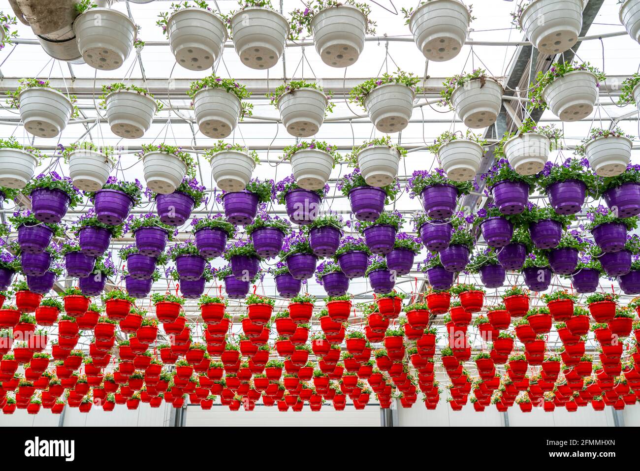 Gartenbau Betrieb, rund 3000 Töpfe, s.g. Petunien-Ampeln, wachsen in einem Gewächshaus, bis sie das richtige Wachstums Stadium für den Einzelhandel ha Stock Photo