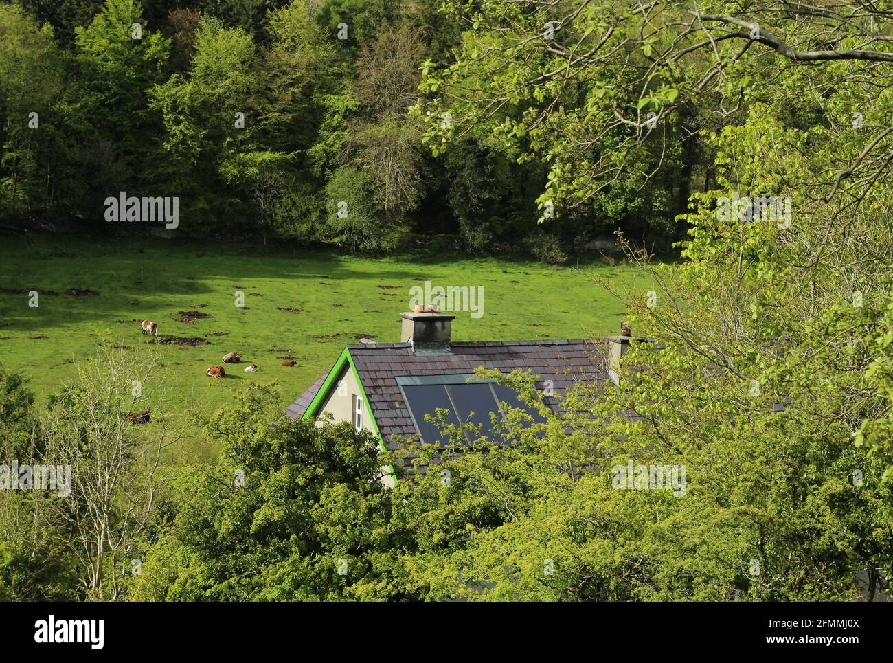 Countryside scene in rural Ireland featuring cottage set amongst trees with cattle grazing on pastures against backdrop of fo Stock Photo