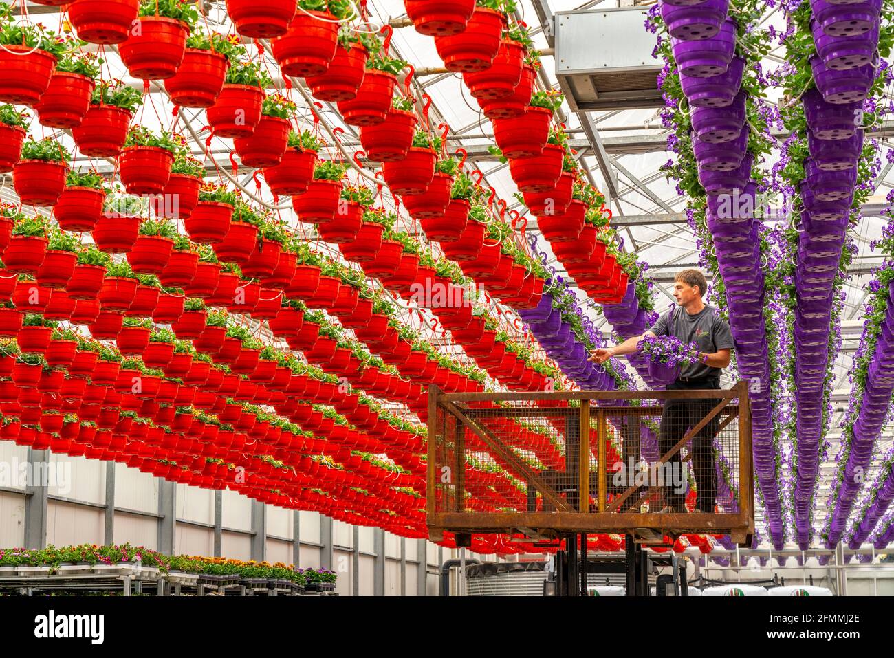 Gartenbau Betrieb, rund 3000 Töpfe, s.g. Petunien-Ampeln, wachsen in einem Gewächshaus, bis sie das richtige Wachstums Stadium für den Einzelhandel ha Stock Photo