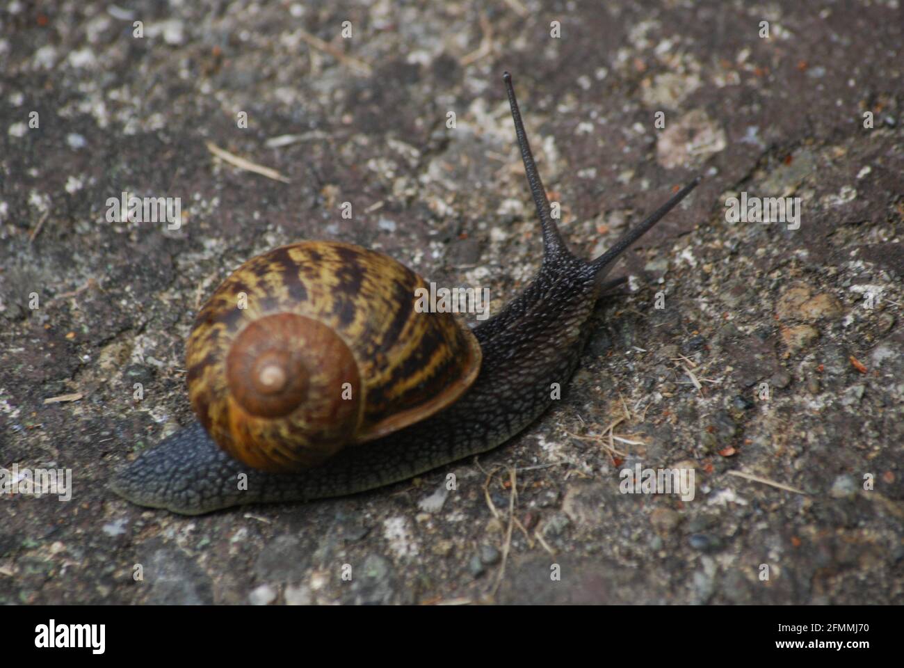 Garden snail in the Pacific Northwest Stock Photo Alamy