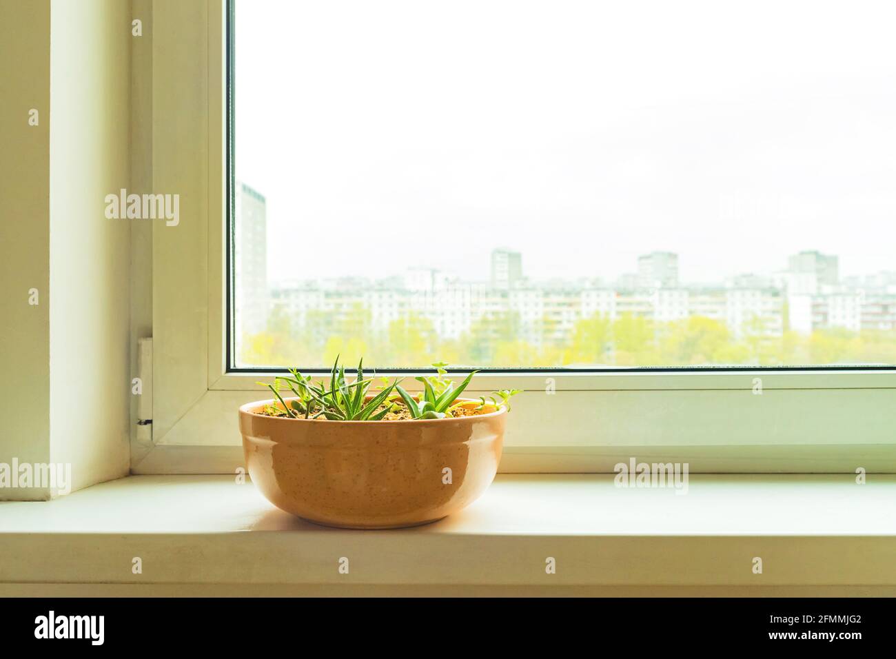 Succulent House plants in ceranic flower pot on white window sill on ...