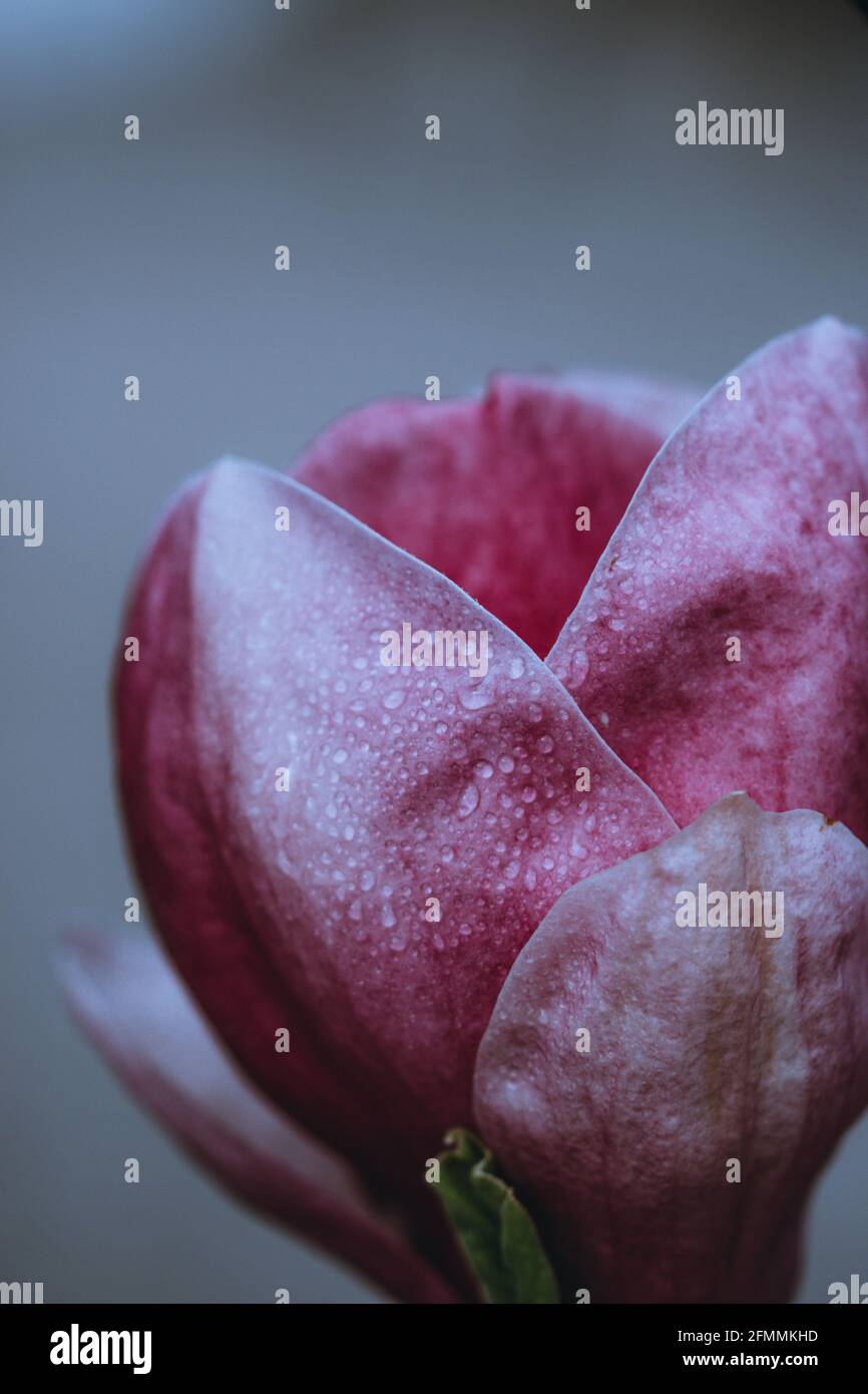 Magnoliid Magnoliid High Resolution Stock Photography and Images - Alamy